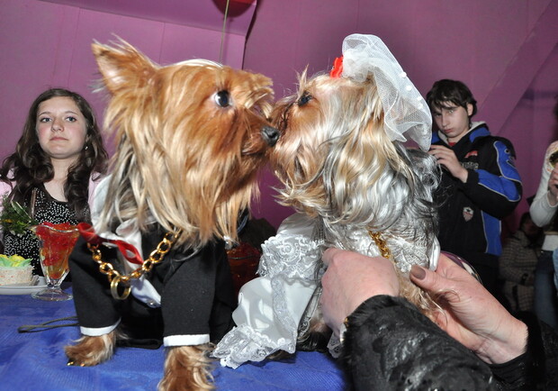 В Запорожье поженили собачек.
Фото Павла Веселкова. vgorode.ua