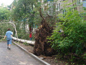 Из-за сильного ветра, в Запорожье падали деревья.
Фото k.img.com.ua.