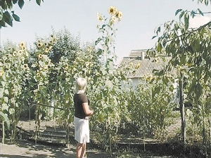 Около Мелитополя вырос подсолнух-гигант. 
Фото Татьяны КОПАЙЛОВОЙ.Kp.ua