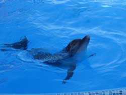 В дельфинарии уже идут пробные представления. Фото mv.org.ua