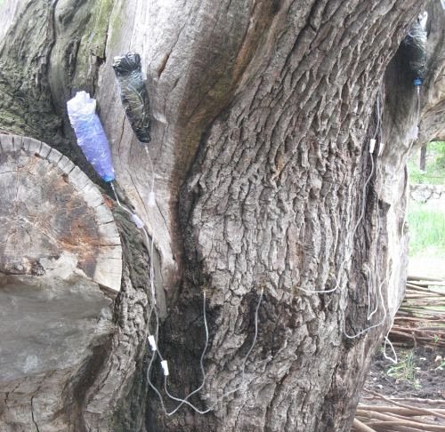 Дерево-великан в мае "положили" под "капельницы"