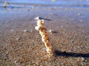  На запорожских пляжах живут глисты. Фото: sxc.hu.