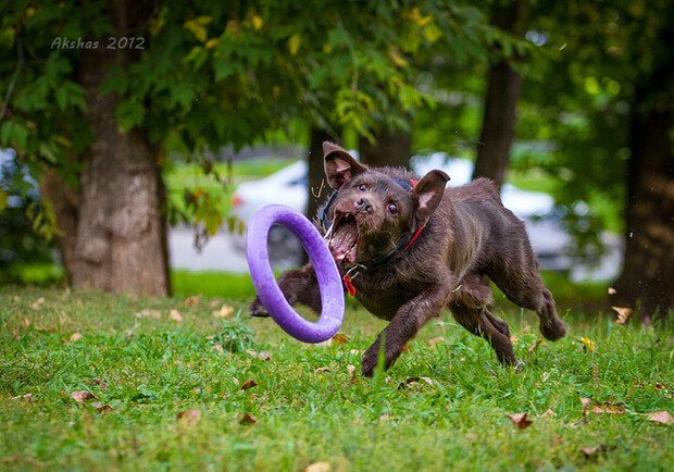 Собака и пуллер. Фото: yandex.ru