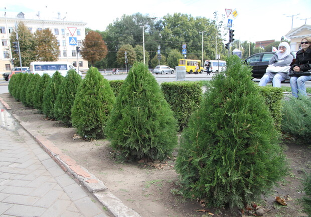 Именно так теперь выглядят кусты на бульваре Шевченко.
Фото Александра Карпюка