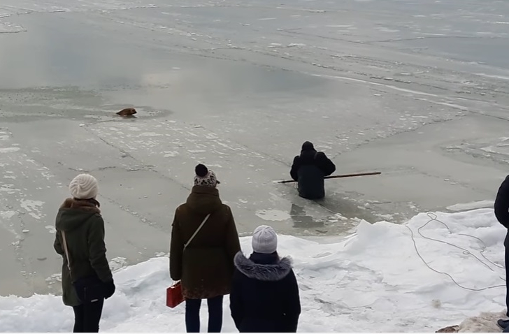 Новость - События - Смотри видео: под Запорожьем спасли собаку, провалившуюся под лед