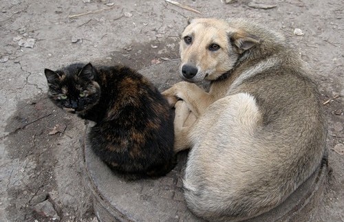 Бездомных собак с улиц Запорожья девать некуда
Фото http://i.focus.ua