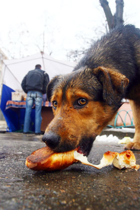 В Запорожье потравили бездомных собак.
Фото forumkiev.com.