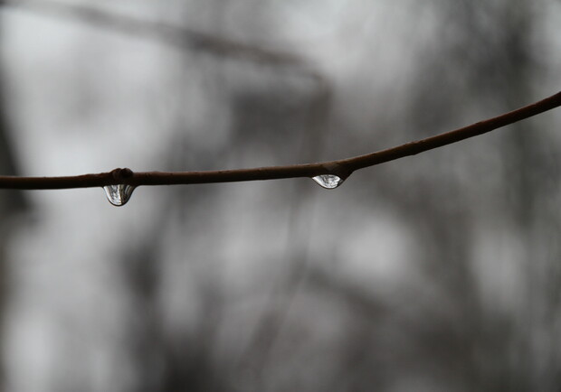 Капли воды на ветках деревьях заставили думать, что весна уже наступила
Фото vgorode.ua