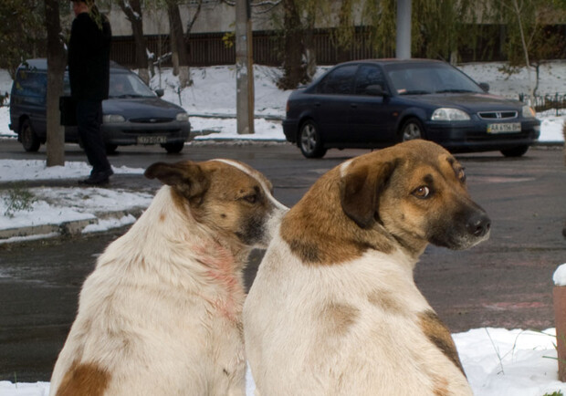 В Запорожье травят собак
Фото vgorode.ua