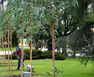 Запорожье может остаться без молодых деревьев.
Фото vgorode.ua