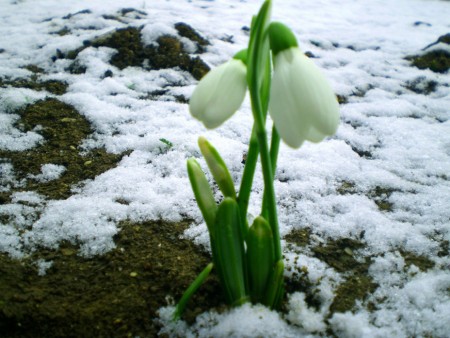 В Запорожье пришла весна
Фото www.zn.ua