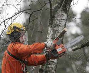 Запорожские деревья "облагородят".
Фото slando.com.ua