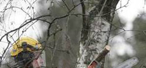 Город весенний: коммунальщики занялись парками, газонами и клумбами