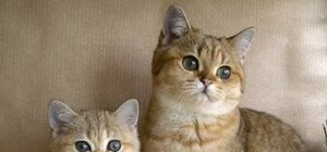 Выходные в Запорожье: черный юмор, кошки и несколько концертов