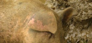 На Черниговщине ходят легенды о крутых донецких кабанах