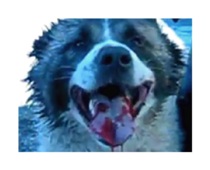 В Крыму проводят подпольные собачьи бои