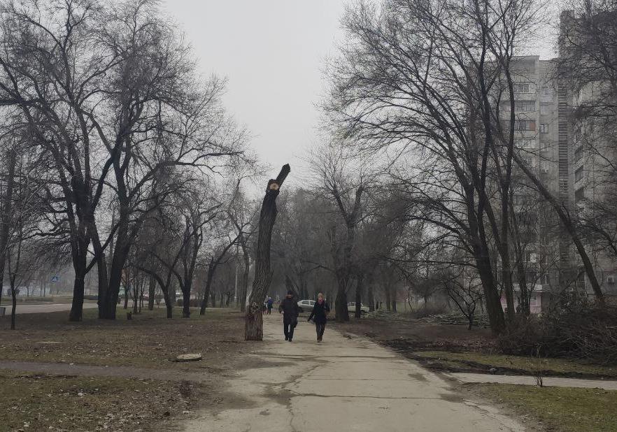 На Бородинском очень странно обрезали деревья / фото: Анна Покровская