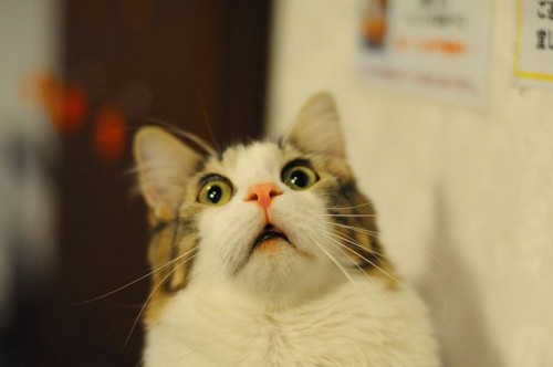 По-богатому: в Одессе заметили Lanos с номерами дороже самого авто