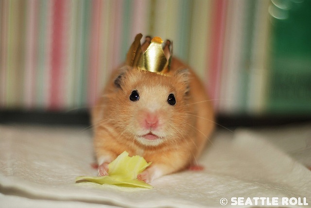 Что за пушистый комочек появился у супругов Кембриджских?