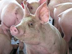 Живой вес оптом и в розницу: во что обходится «домашнее» мясо и сало