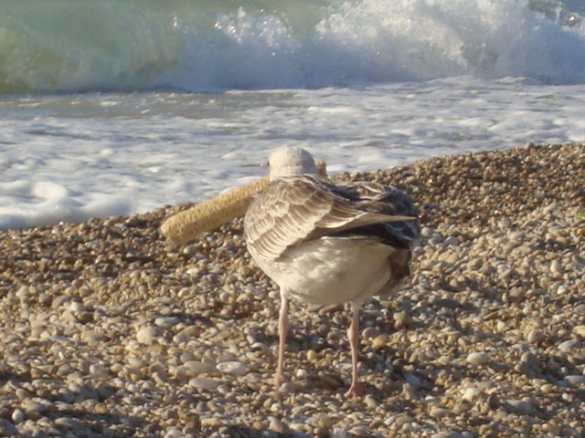 Бархатный сезон в Украине продолжается: сегодня вода в морях – до 22 градусов