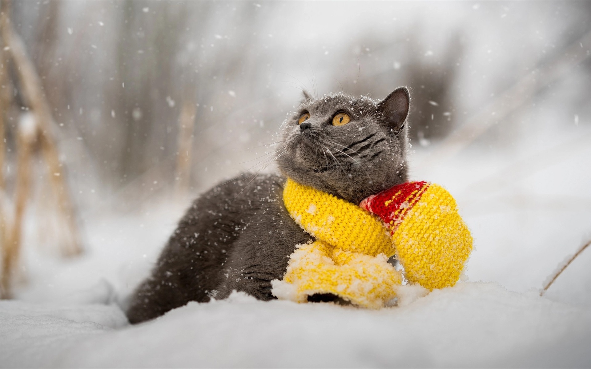 Доброе утро снежный март. Снежное утро. Зимний кот. Кошки зимой. Котик в снегу.