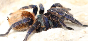 500 пауков: харьковчанин держит в квартире необычную коллекцию