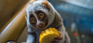 Полюбуйтесь: в запорожском зоопарке родился малыш кошачьего лемура