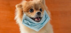 Зоомагазины, банки, СТО: ряду предприятий разрешили работать во время карантина