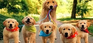 Госпіталізували з підозрою на COVID-19: що робити з собакою