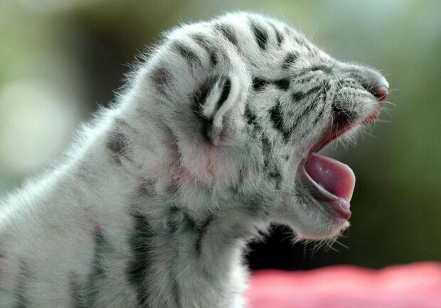 Такие милашки: в Бердянском зоопарке родились белые тигры (видео) фото