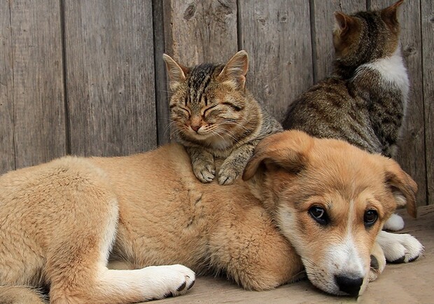 Ищут дом: в Запорожье 12 котов и 3 собаки могут выгнать на улице фото