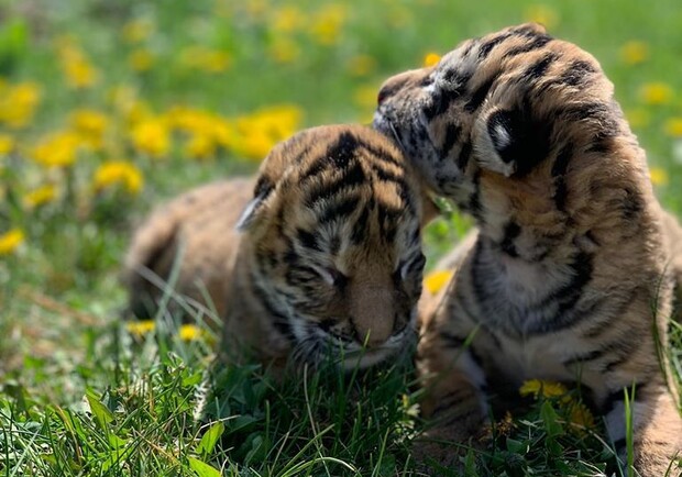 Остались без мам: в зоопарке выкармливают маленьких тигрят и лисят фото