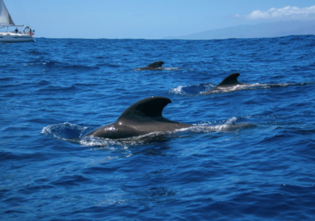 Какая милота: в Бердянске заметили пару дельфинов (видео) фото
