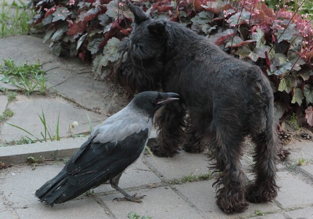 Курьез: в Запорожье ворона прогнала собаку с лужайки (видео) фото
