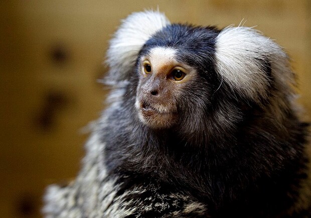 Улыбнитесь: в Бердянском зоопарке показали детеныша карликовых обезьян (видео) фото