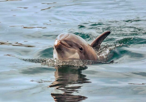 Жутко: в Бердянске на берегу нашли мертвого дельфина (фото) фото
