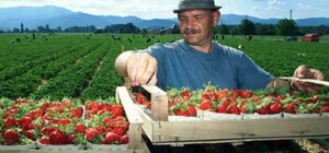 Рук не хватает: Польша предоставит чартеры для украинских заробитчан