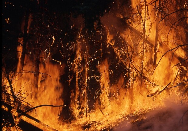 Не жги костры: за последние сутки запорожские спасатели потушили 8 пожаров в экосистемах фото