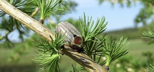 Скоро лето: какая погода ждет запорожцев в мае