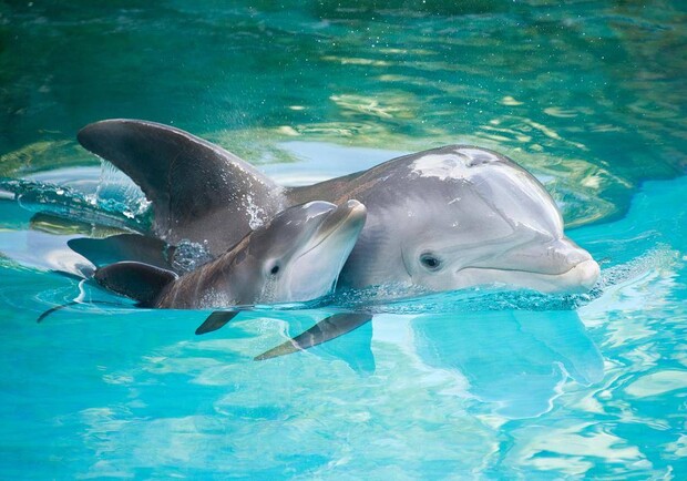 На Азовском море нашли труп самки дельфина с малышом. Фото: pixabay