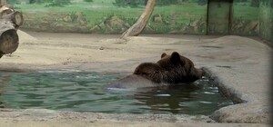 Смотрим и любуемся: как проходит весна в Одесском зоопарке