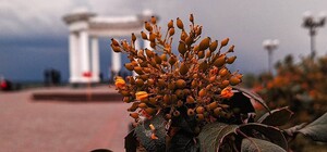 Цифра дня: в Полтавской области 112 человек выздоровели от коронавируса