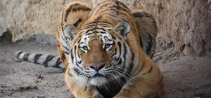 Весит в 6 раз больше: тигр из Харьковского зоопарка отметил день рождения