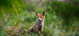Полюбуйся: живописные снимки природы и животных Хортицы