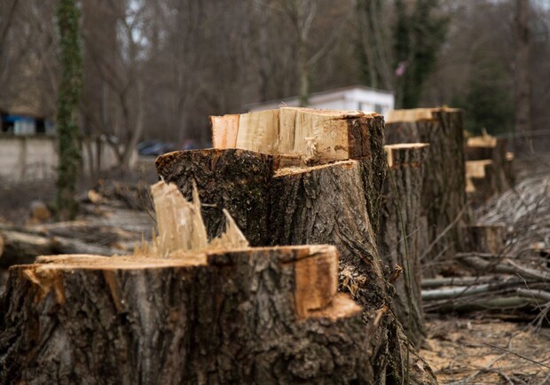 В сквере Яланского вновь срубили деревья. Фото: freepik