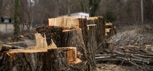 Ну что за люди: в сквере Яланского снова спили деревья