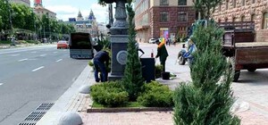 Получи ответ: почему на Крещатике высадили можжевельник