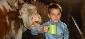 Не лопне: скільки молока випиває львів'янин за рік