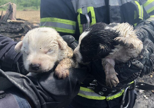 В Запорожье на пожаре спасли щенков. Фото: ГУНП